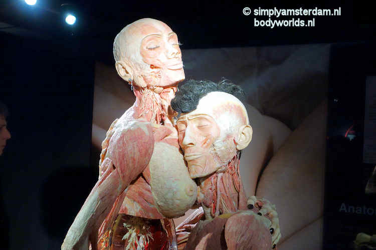Man and woman having sex (Body Worlds, the Happiness Project)