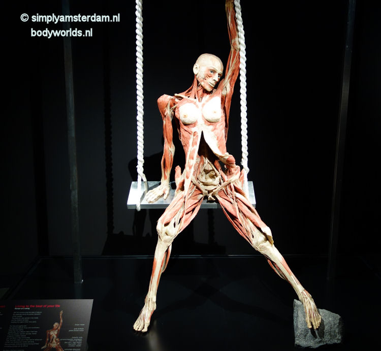 Lady on a swing (Body Worlds, the Happiness Project)