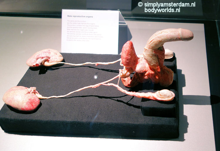 Male reproductive organs (Body Worlds, the Happiness Project)