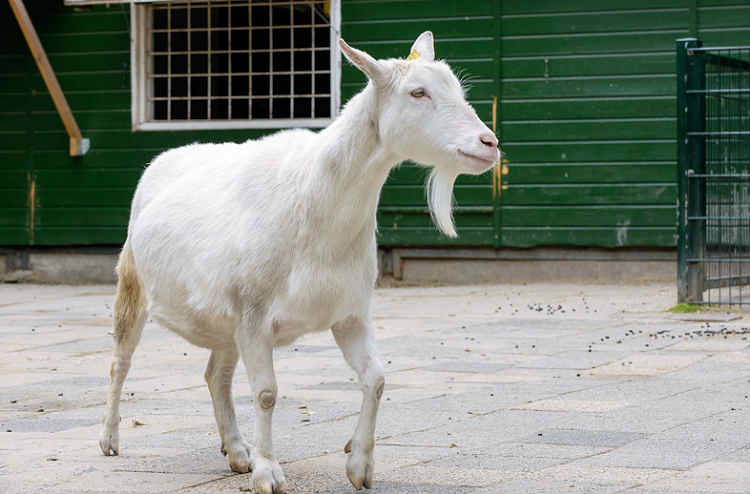 Goat at petting zoo de Werf